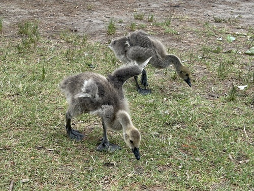 Canada Goose photographed in Rhode Island