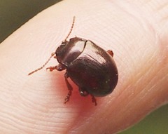 Chrysolina staphylaea