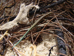 Emoia cyanura