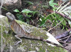 Chinese Water Dragon photo 4