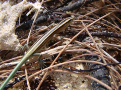 Emoia cyanura