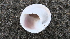 Sigapatella novaezelandiae