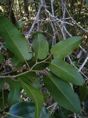 Cissus oblonga