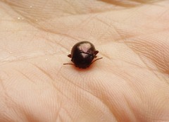 Chrysolina staphylaea