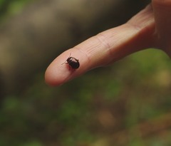 Chrysolina staphylaea