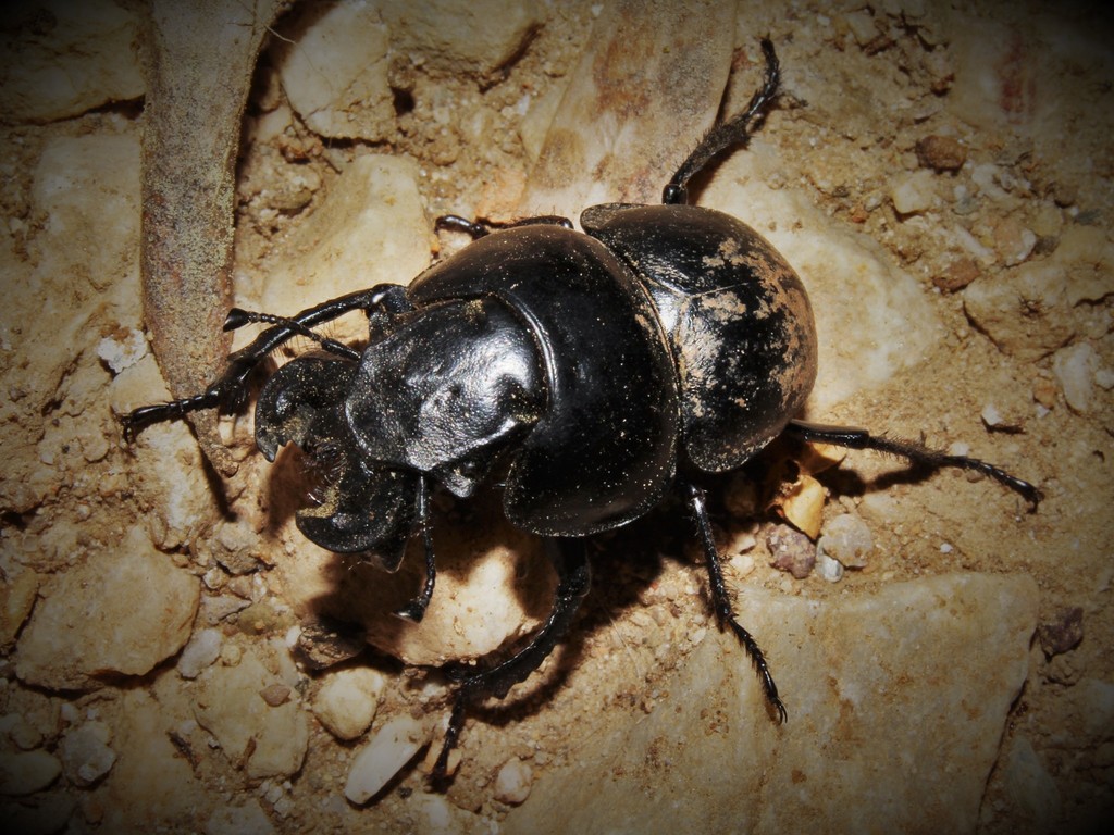 Lethrus rotundicollis