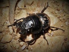 Lethrus rotundicollis