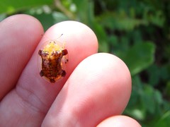 Aspidimorpha quinquefasciata