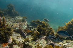 Notolabrus celidotus