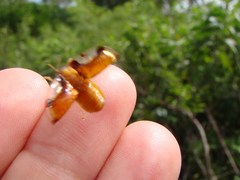 Aspidimorpha quinquefasciata