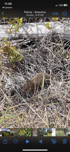 Herpestes javanicus observed 2024-07-02