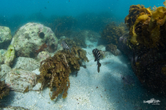 Chirodactylus spectabilis