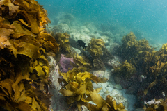 Parma alboscapularis