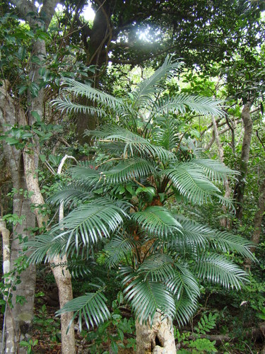 Image of Cycas seemannii by (c) Lisa Bennett, some rights reserved (CC BY)