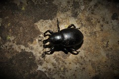 Liparus tenebrioides