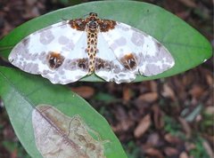 Abraxas amicula-illuminata