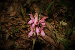 Anacamptis sancta
