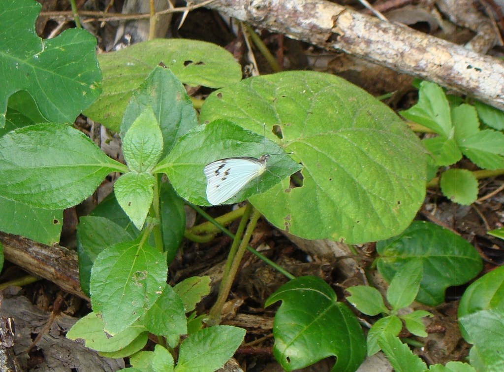 Elodina pseudanops