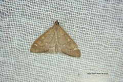 Mecyna mustelinalis