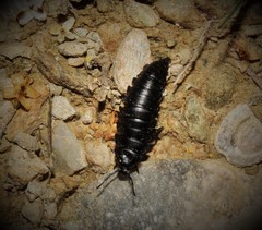 Ablattaria laevigata