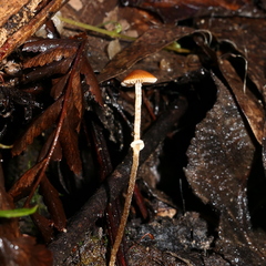 Conocybe filaris