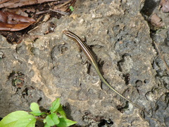 Emoia cyanura