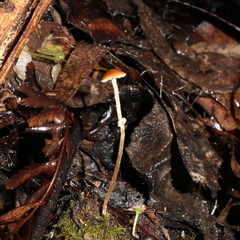 Conocybe filaris