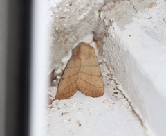 Charanyca trigrammica