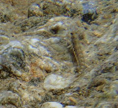 Microlipophrys dalmatinus