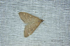 Mecyna mustelinalis