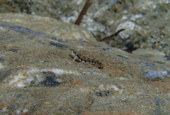 Microlipophrys dalmatinus