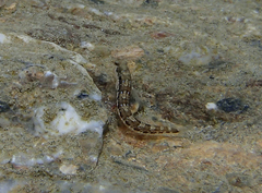 Microlipophrys dalmatinus