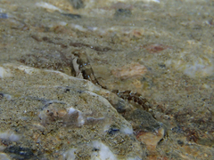 Microlipophrys dalmatinus