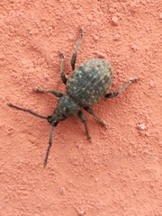 Otiorhynchus sulcatus