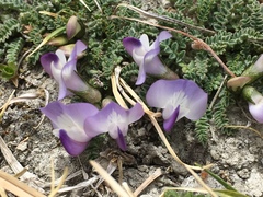 Astragalus confertus