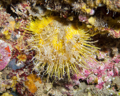 Spondylus observed 2013-07-06