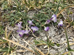 Astragalus confertus