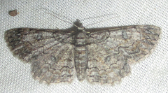 Orbamia octomaculata