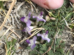 Astragalus confertus
