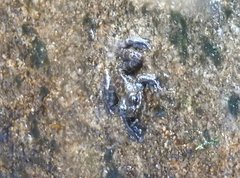 Amolops hongkongensis