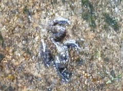 Amolops hongkongensis