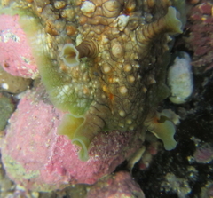 Dolabrifera brazieri