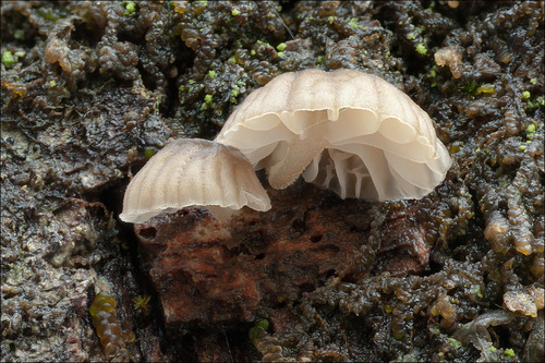 Bark Mycena