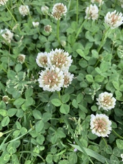 Trifolium repens