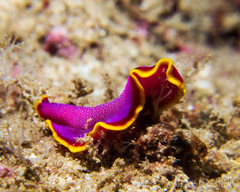 Pseudoceros ferrugineus