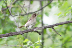 Acrocephalus dumetorum