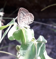 Pseudozizeeria maha