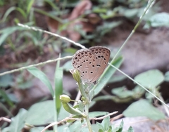 Pseudozizeeria maha