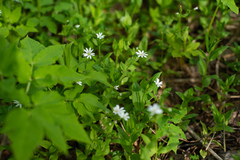 Stellaria bungeana