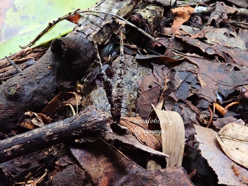Xylaria oxyacanthae